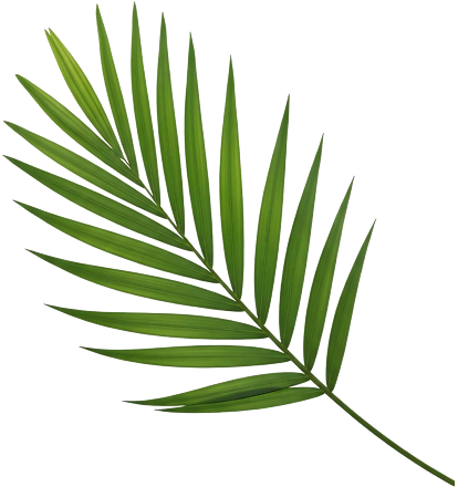 tropical green palm leaf
